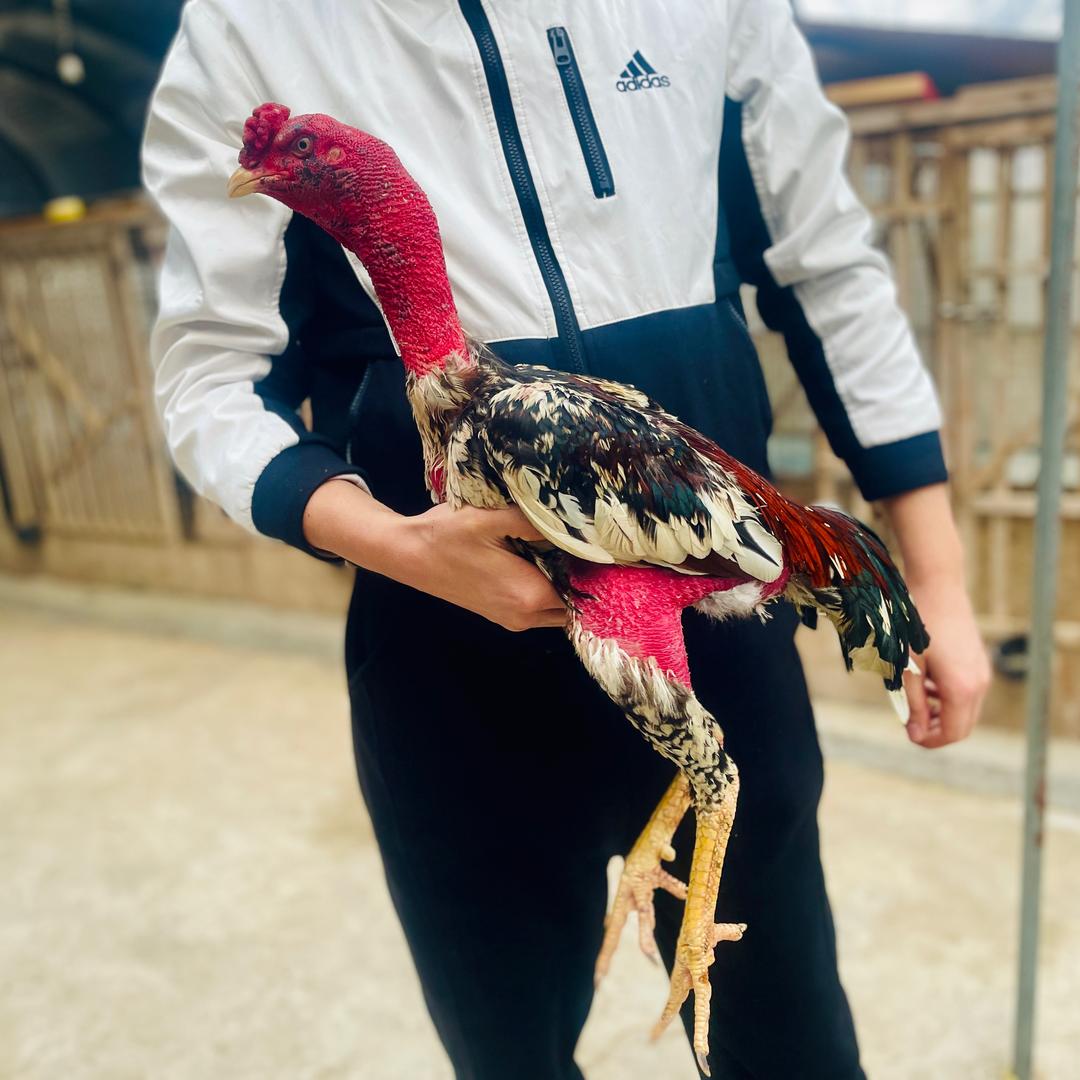 贵阳 🐔Zulyar斗鸡🐔