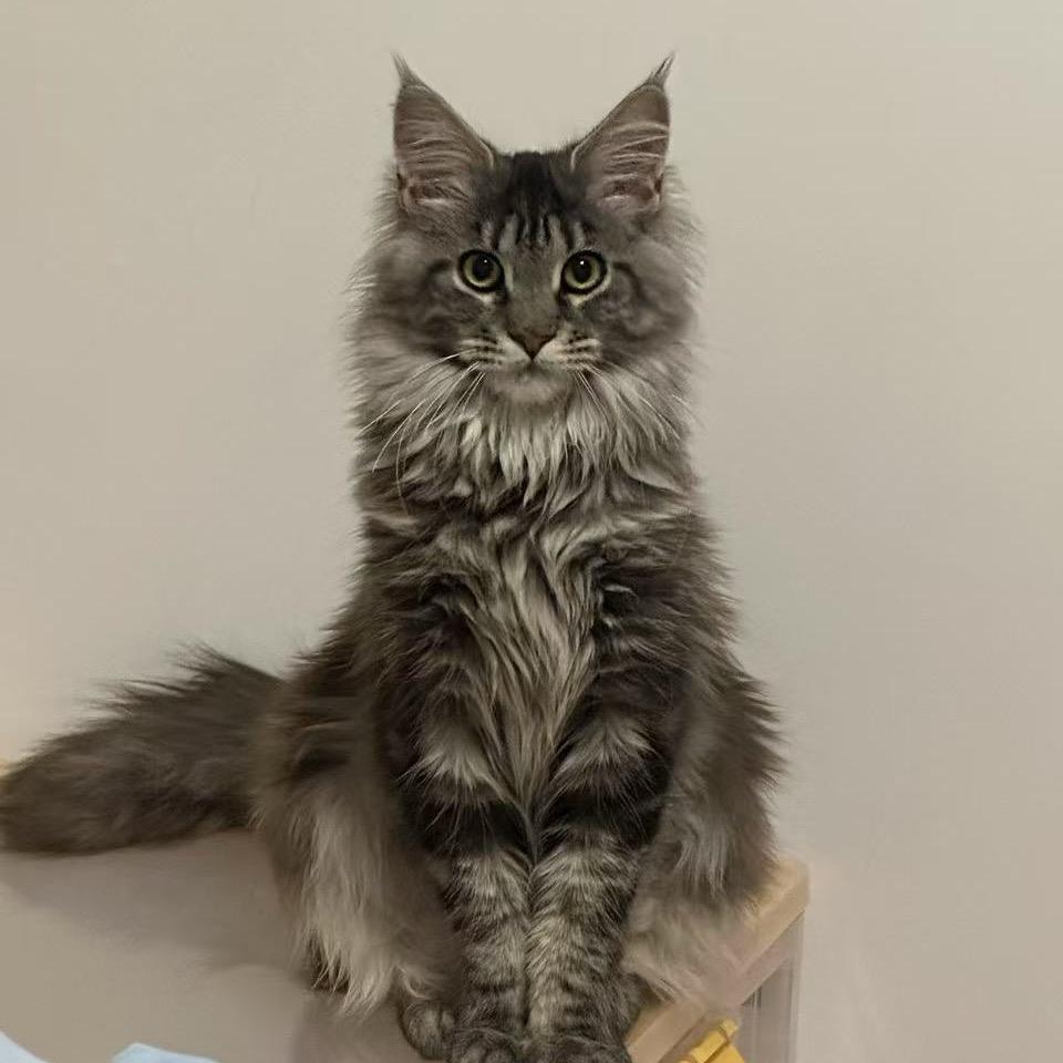 小李子(李昂纳多)