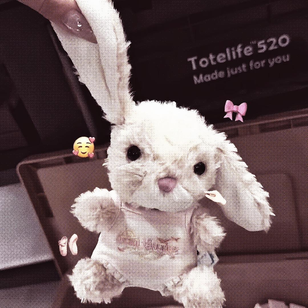 小兔子乖乖✨