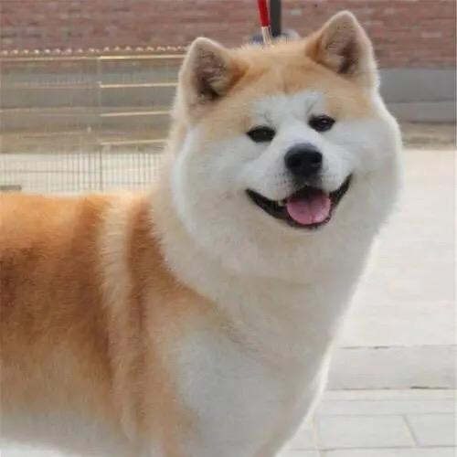 阿猫阿狗