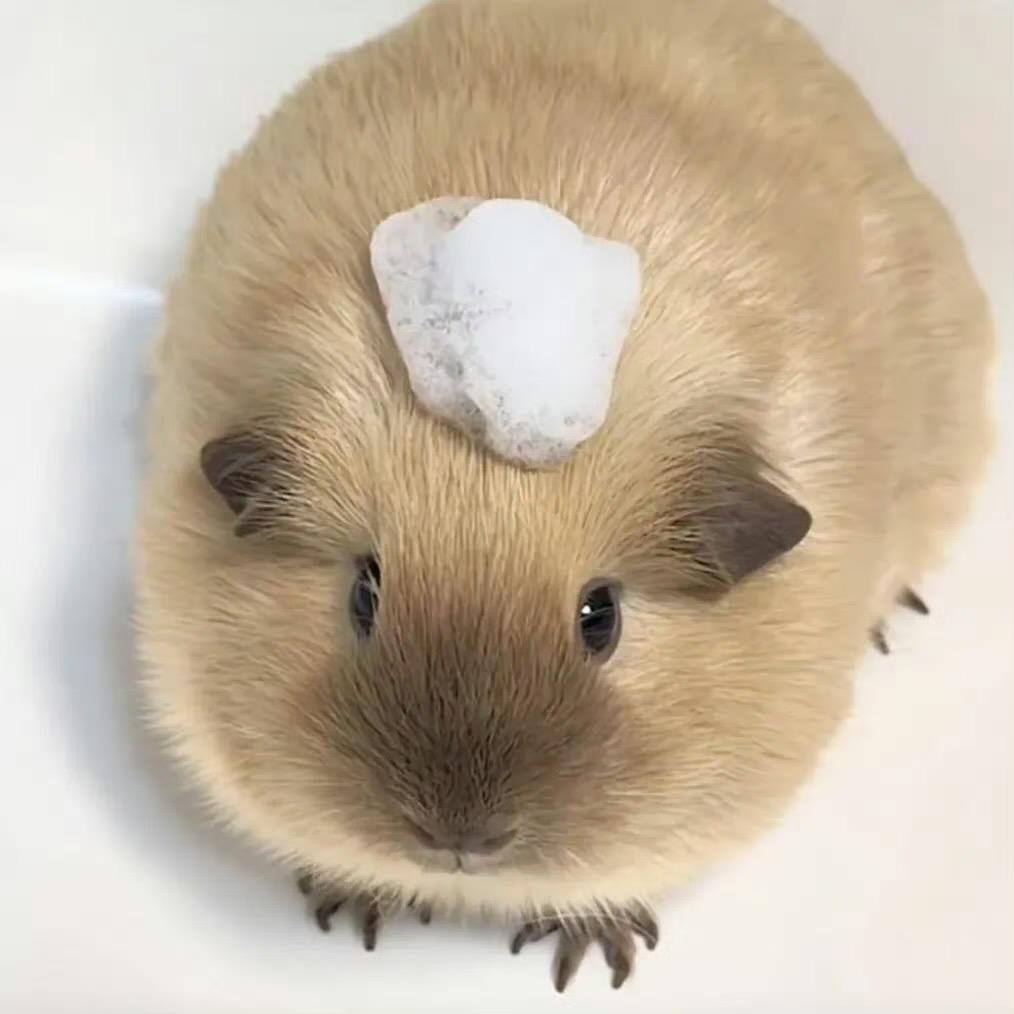 PancAkechi
