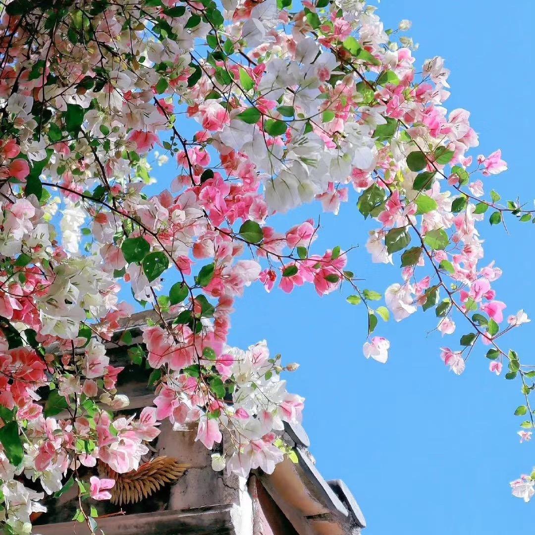 存下花时