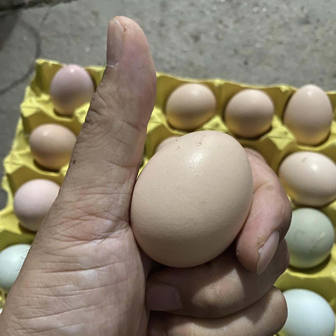 新野县归农虫子鸡