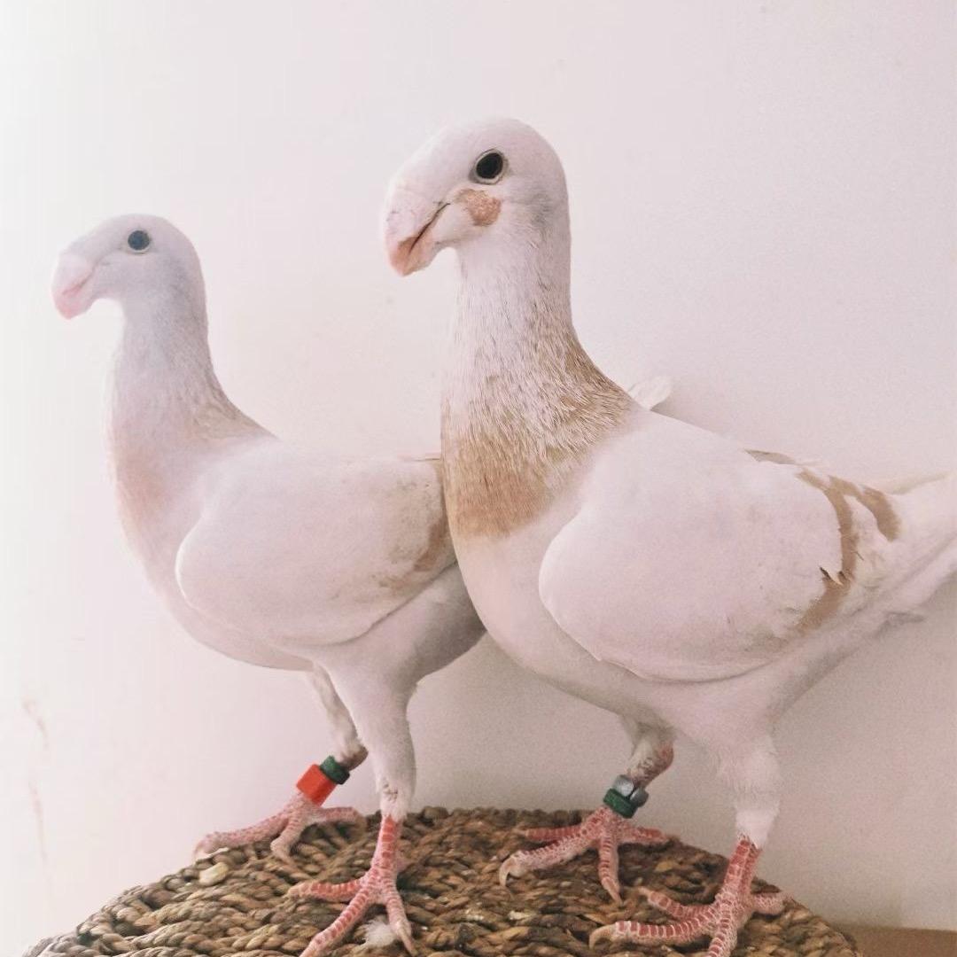 新疆买买提鸽子