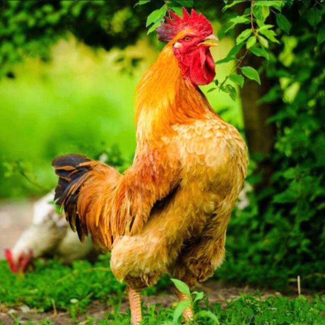 A养鸡小帮手🐔