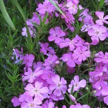 静水秋菊