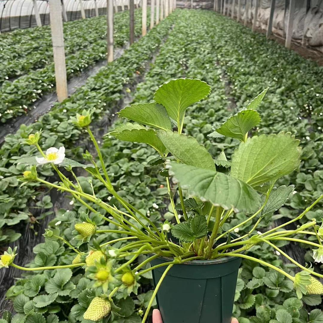 老兵园林（草莓苗合作社）