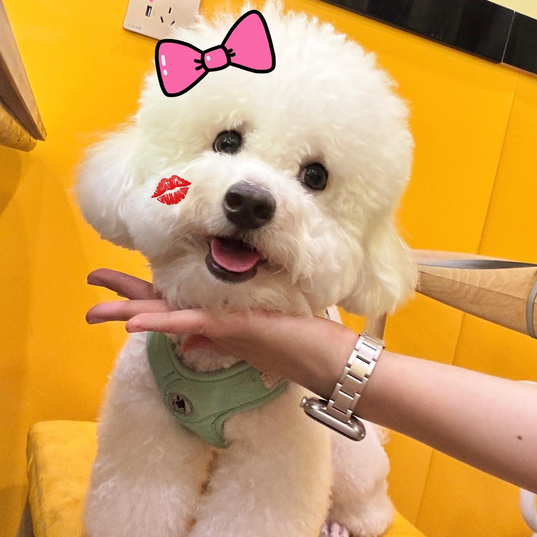 香菜不听话🐾