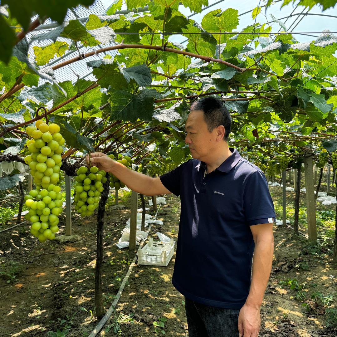 张师傅的葡萄园