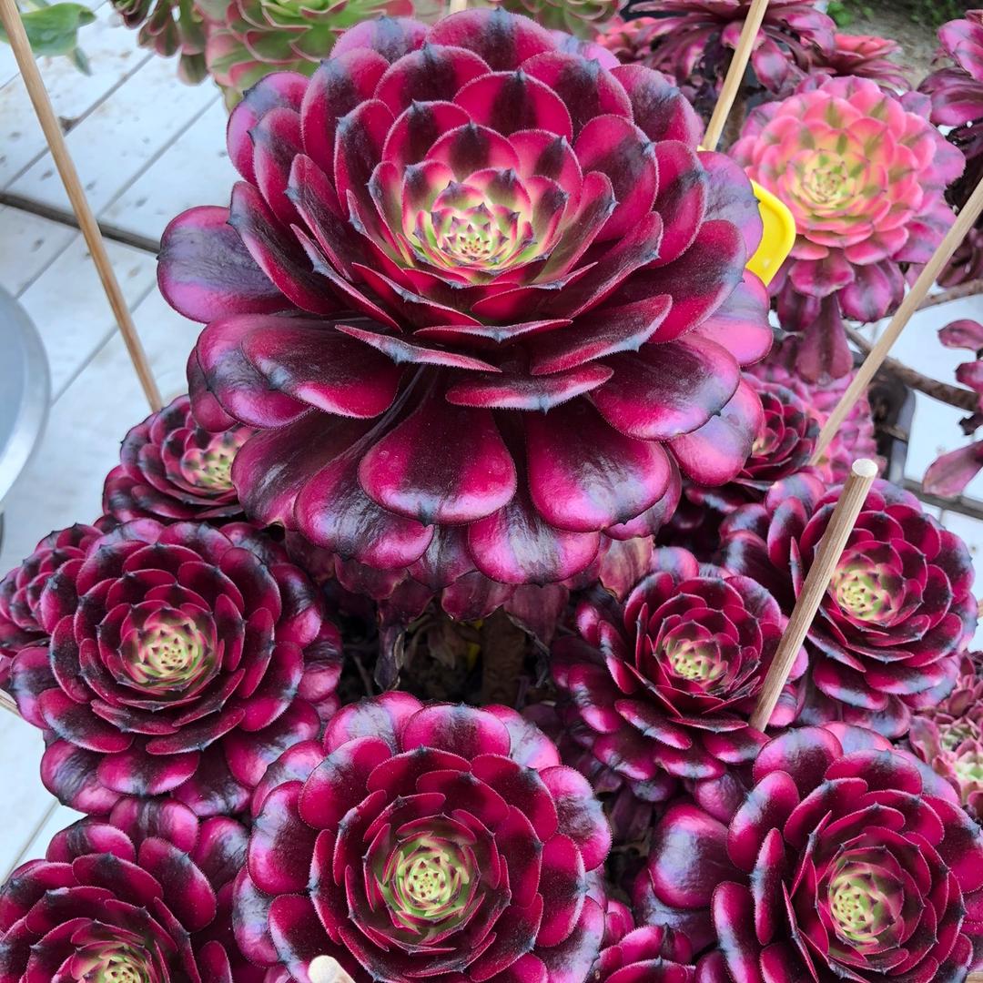 花间多肉园艺