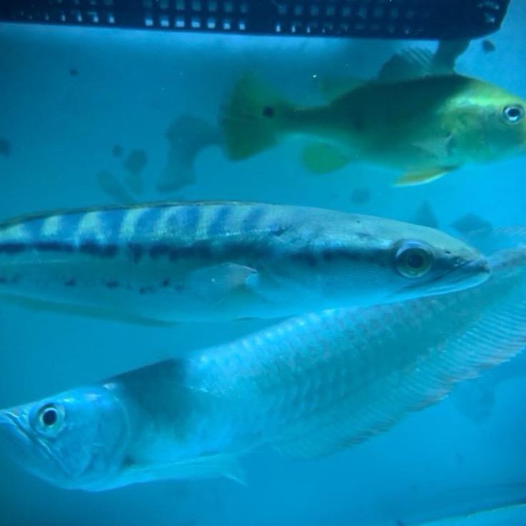 飞总养猛鱼（买鱼置顶）