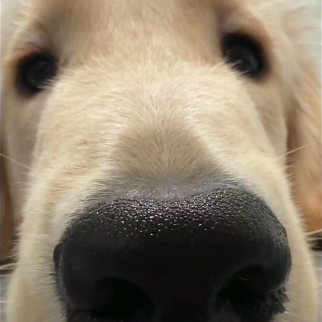 偷苦茶再次贩卖被举报