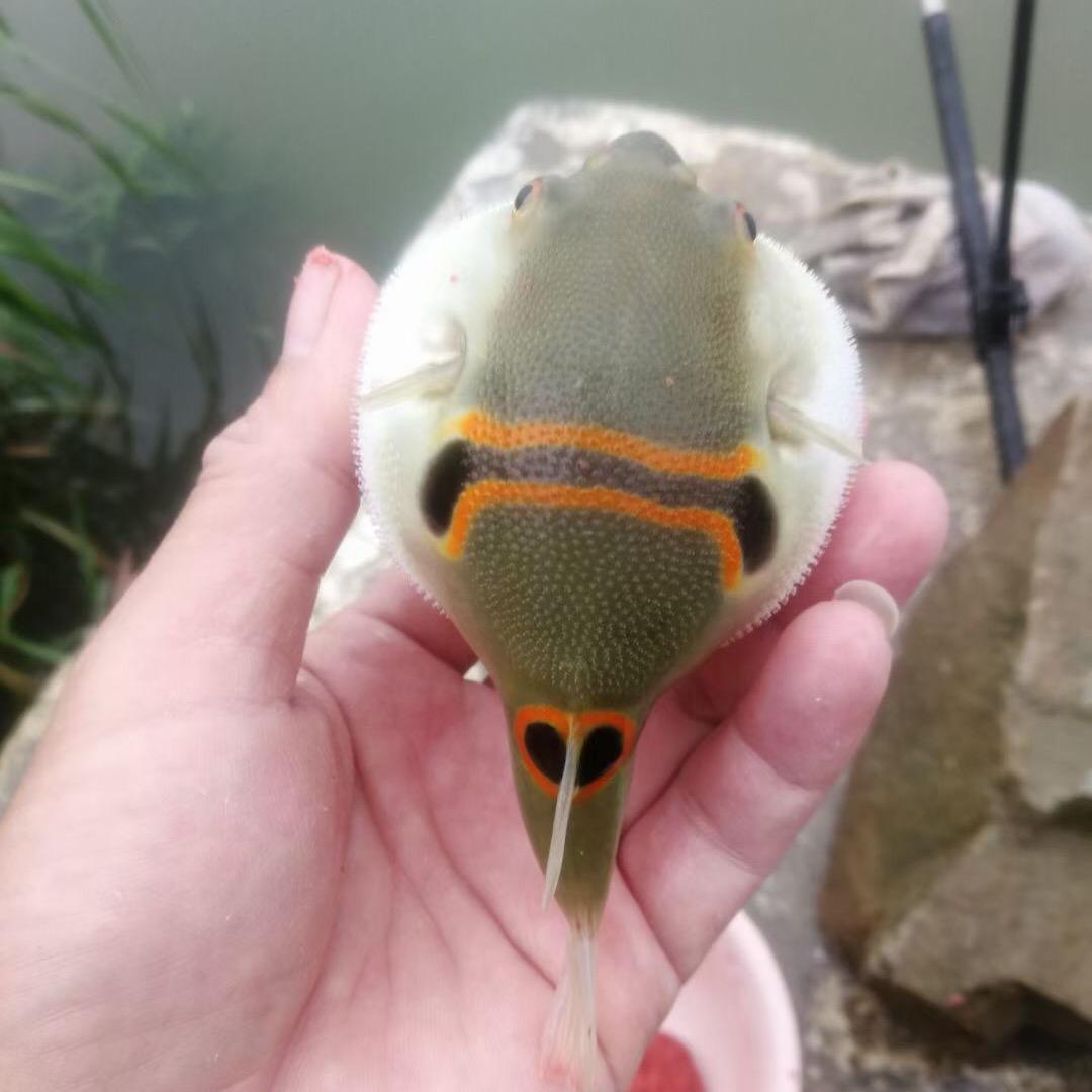 模范