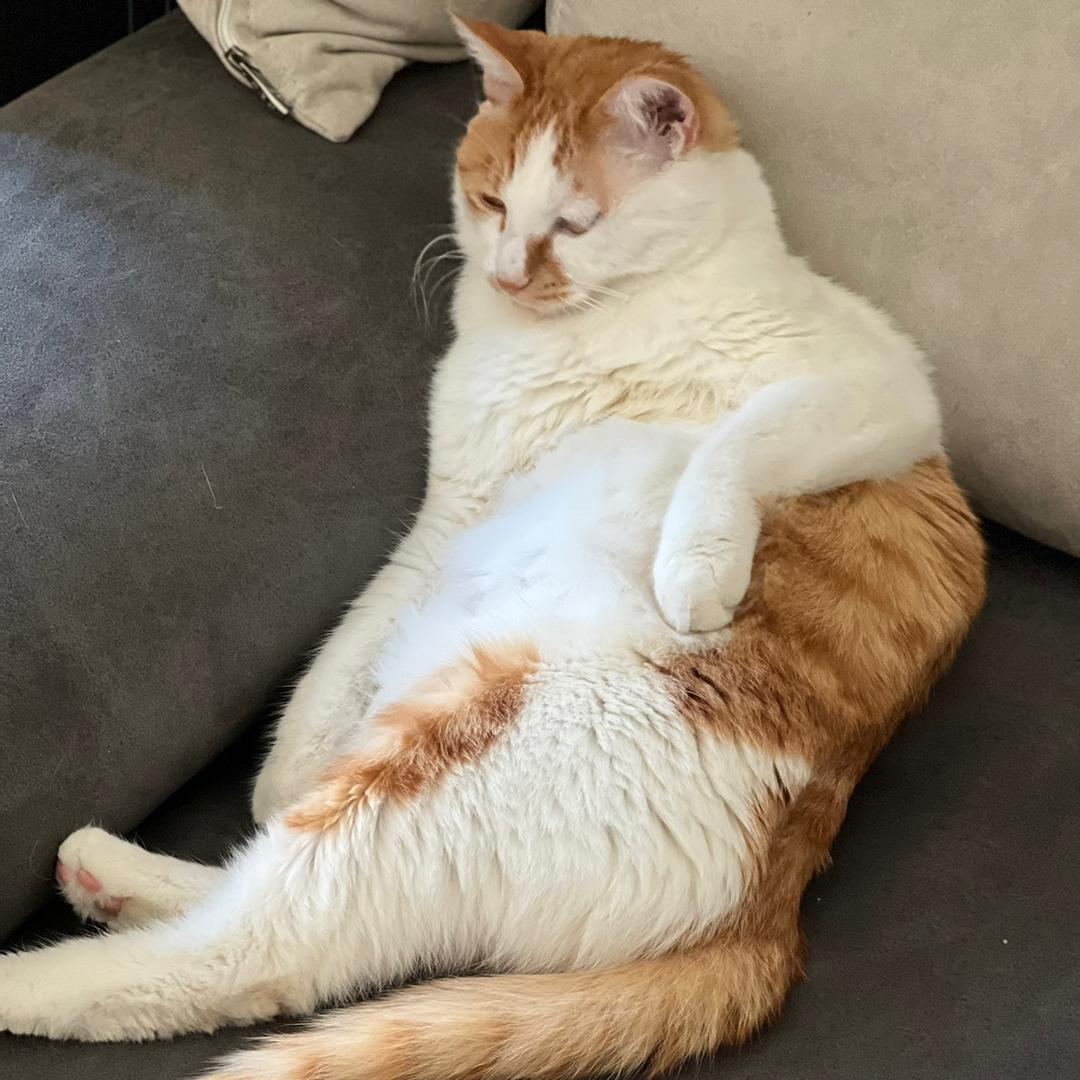 蹦迪大熊猫头像
