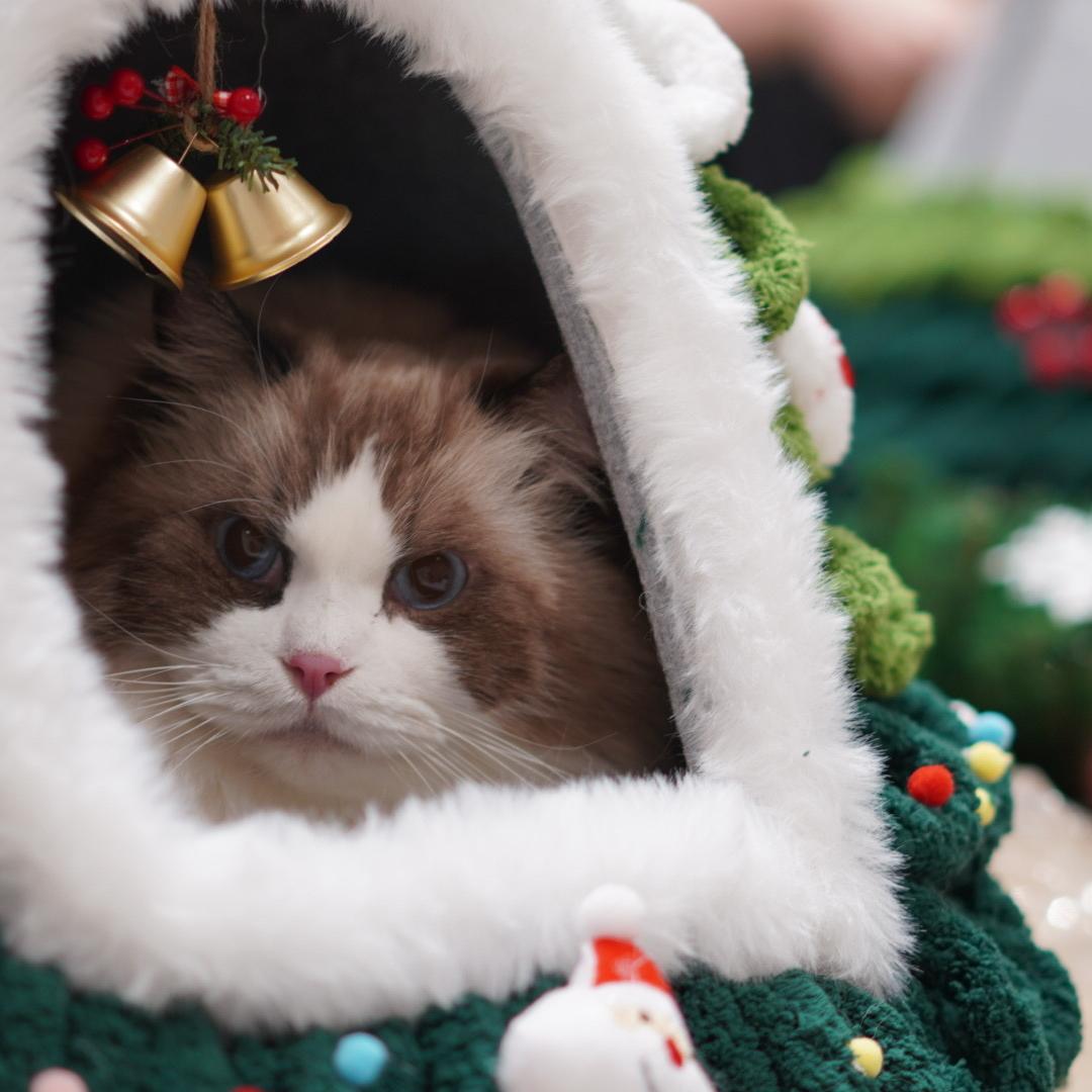 社媒跨境睿扬格网络科技