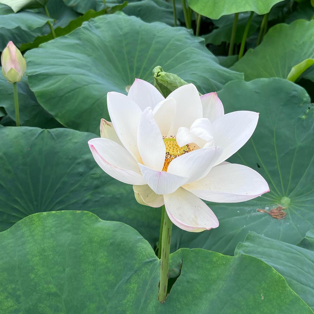 见一面