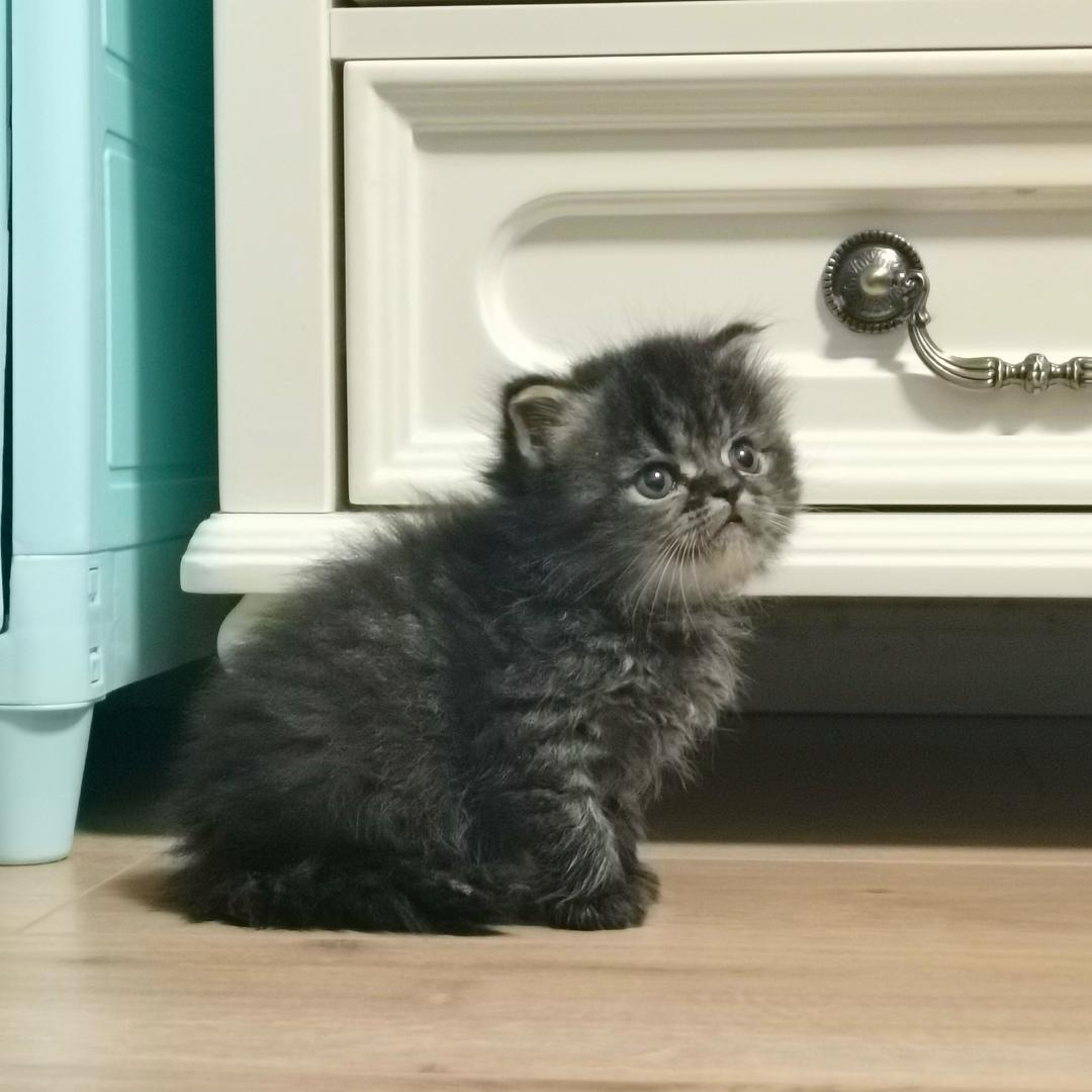 在宋朝流浪的粽子