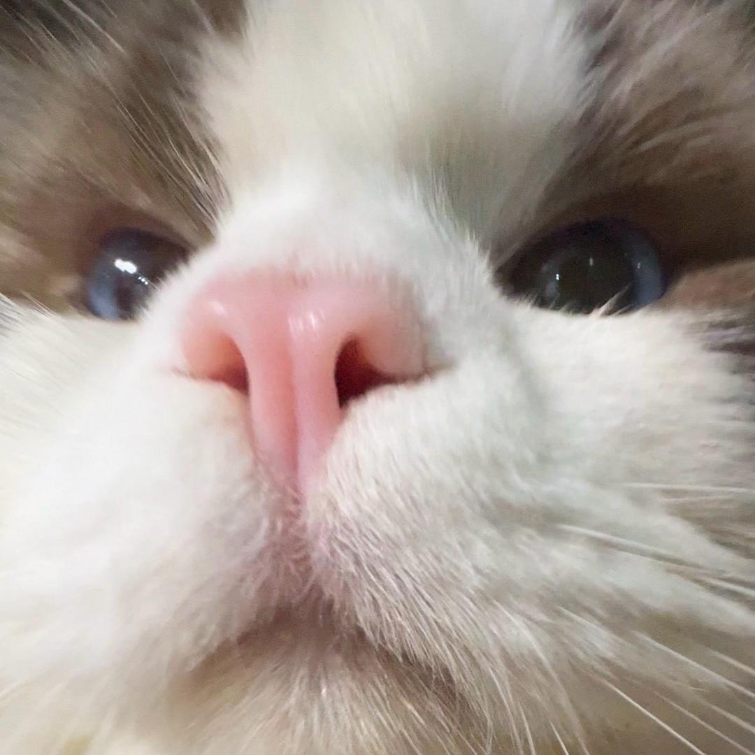 vv