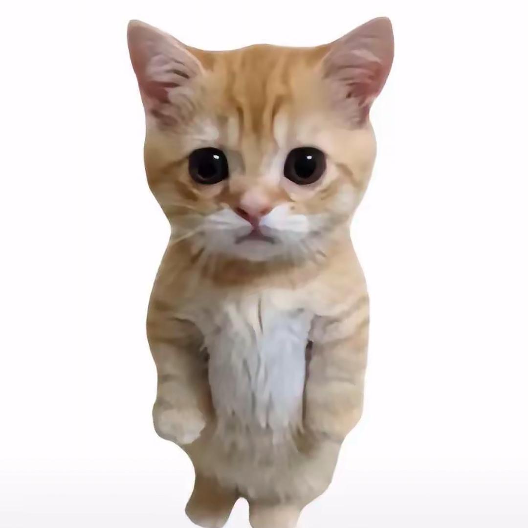 小猫吐司面包