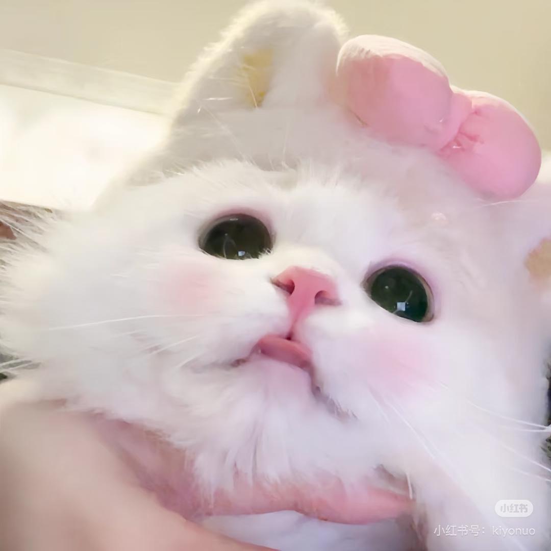 小胖诗.