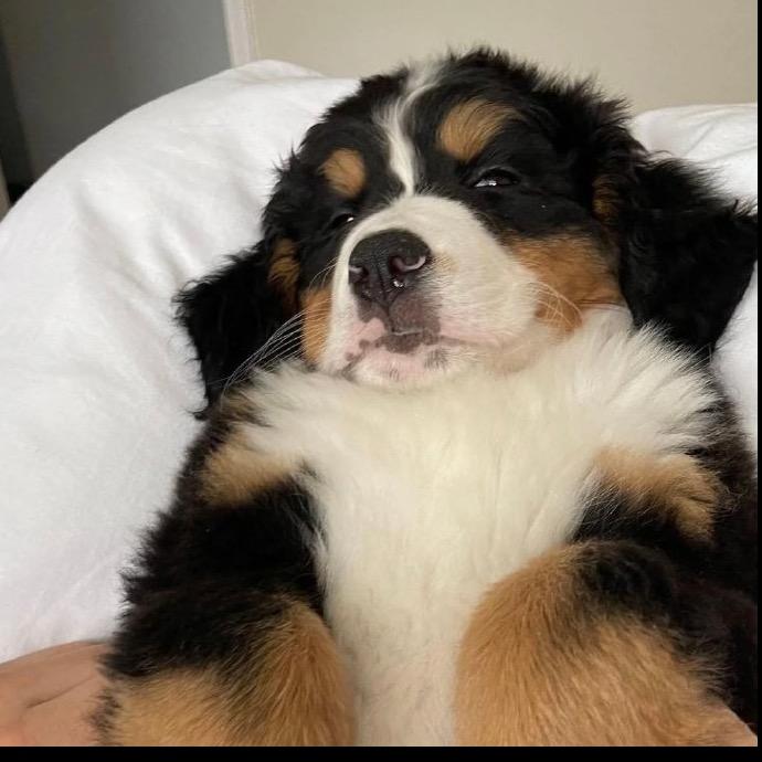 y.