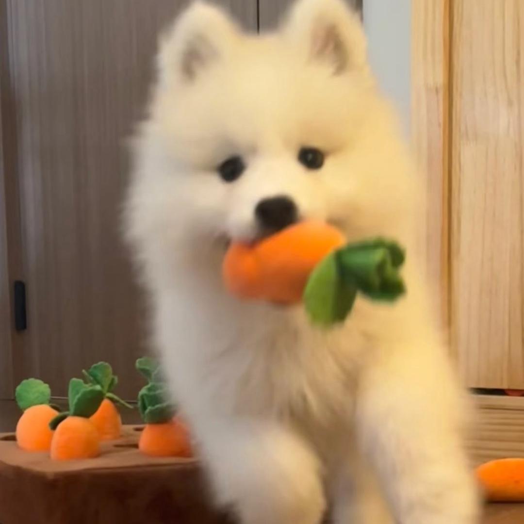 Aileen留子企鹅