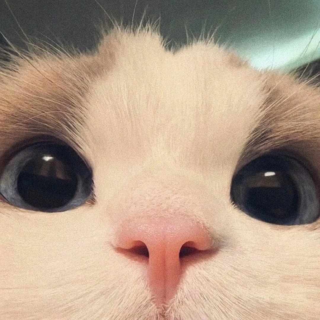 旧爱