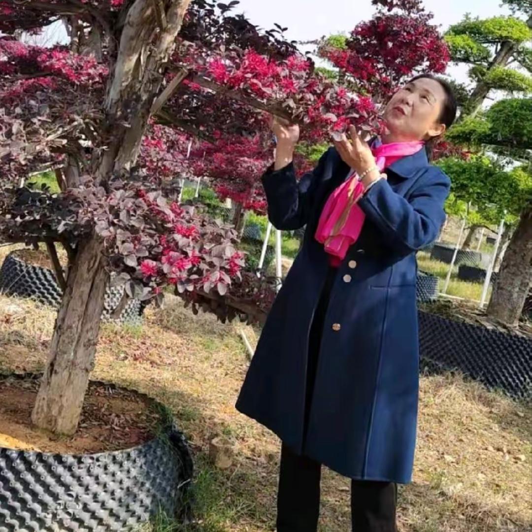 李春花
