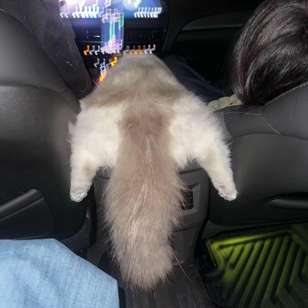 阵容