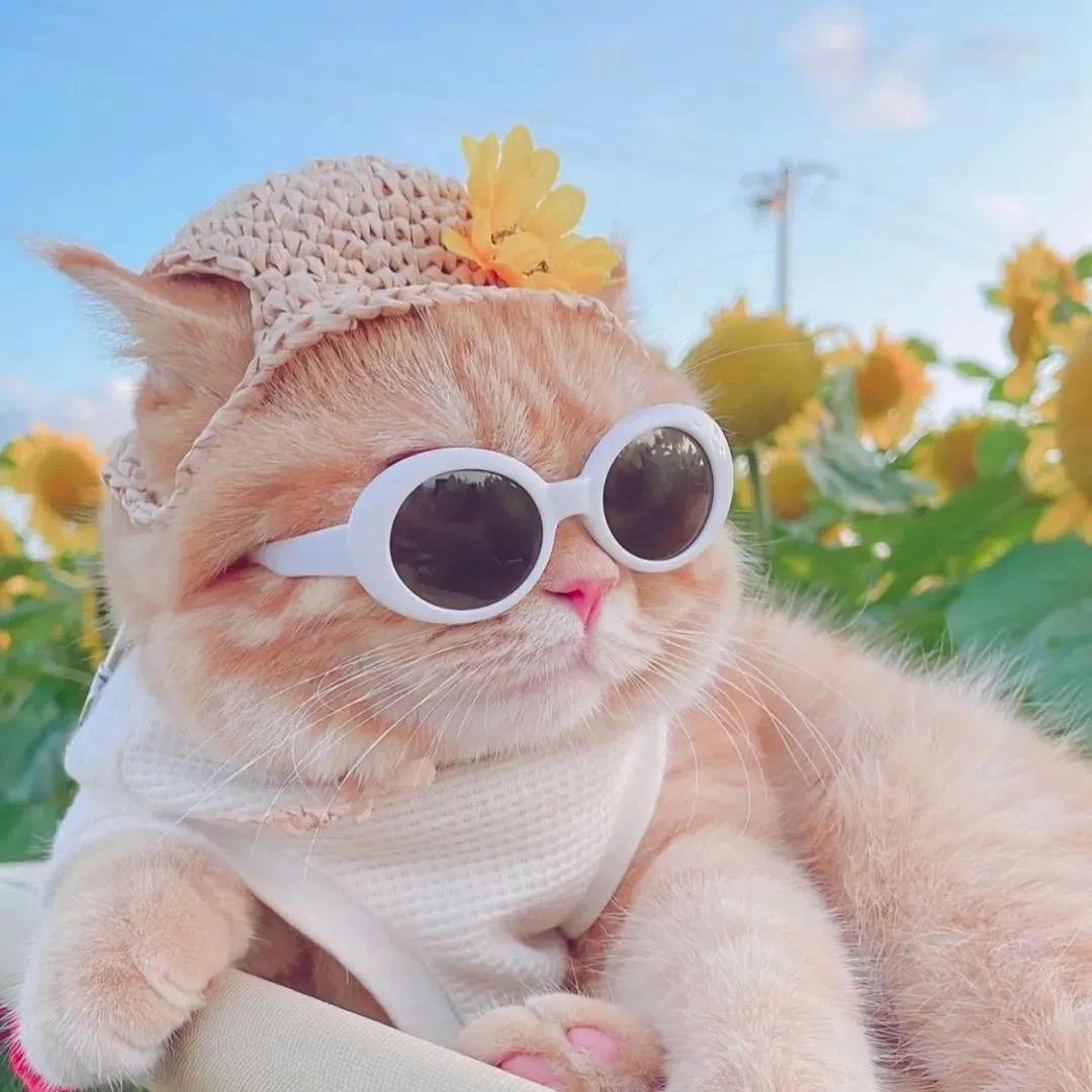喵喵喵🐱