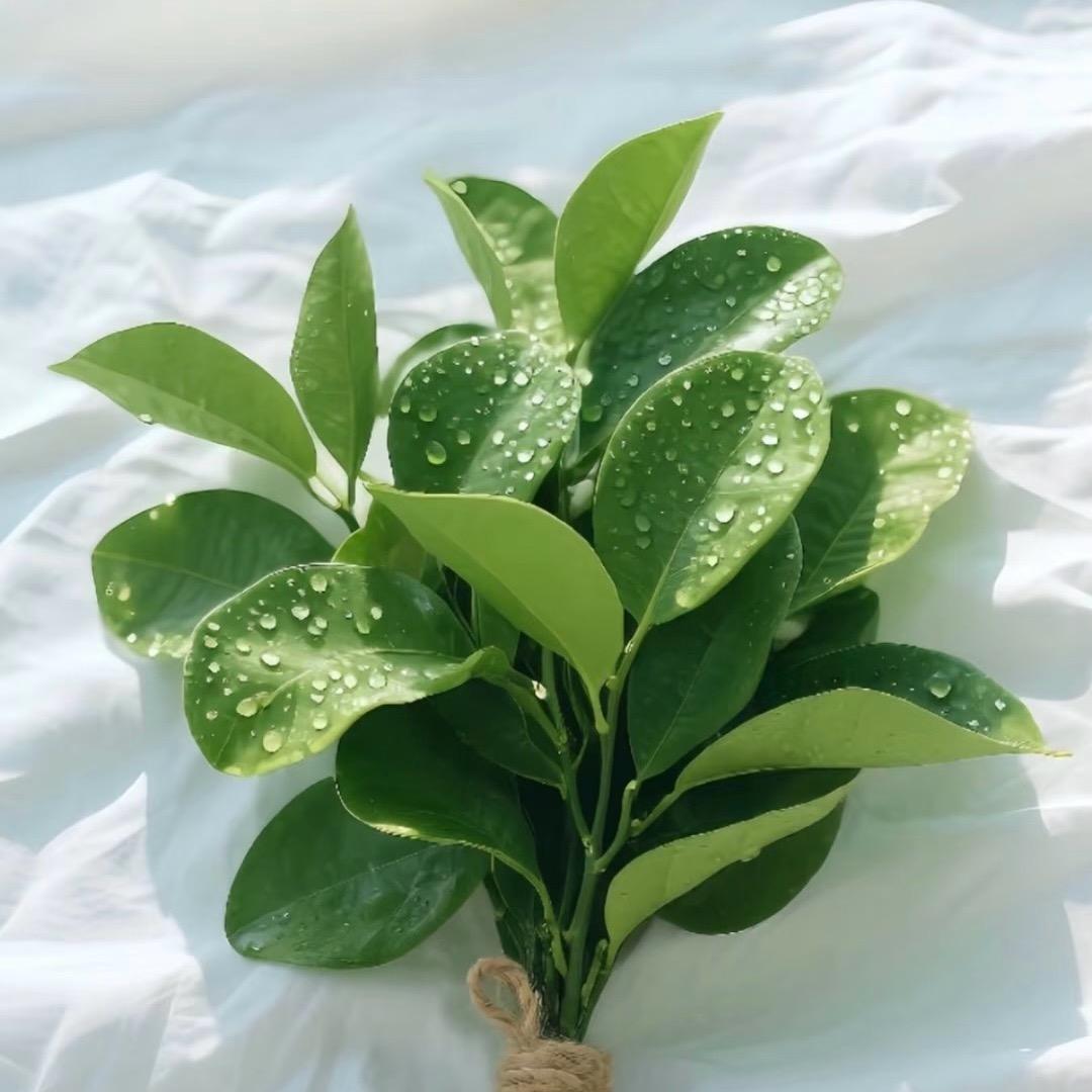 我脸¹点也不圆