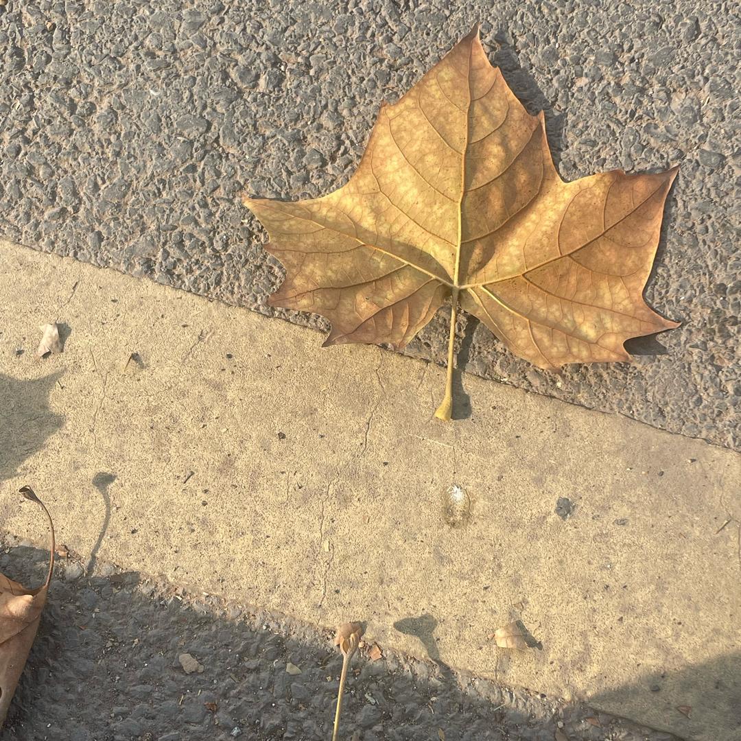 🍂