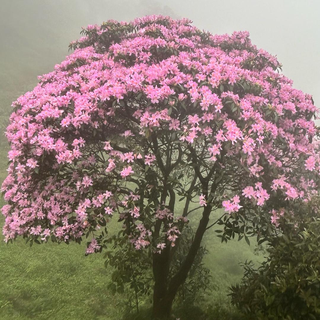 梦