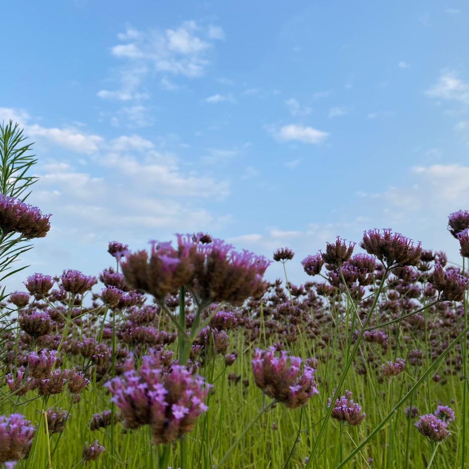 财神爷的小宝贝🐯