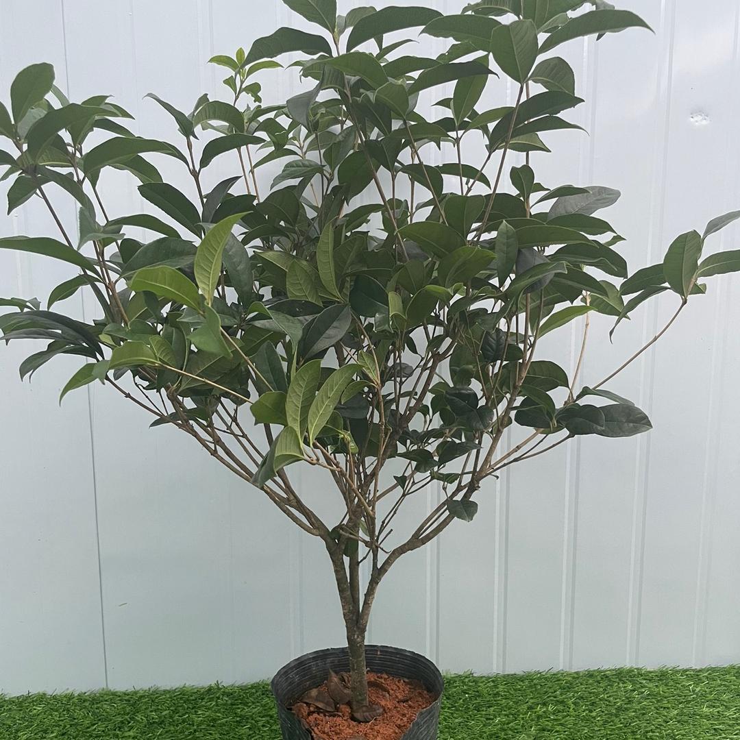幽馨阁花卉