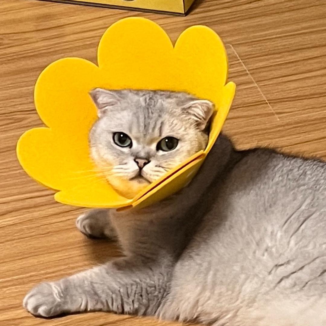 左左右右卫门
