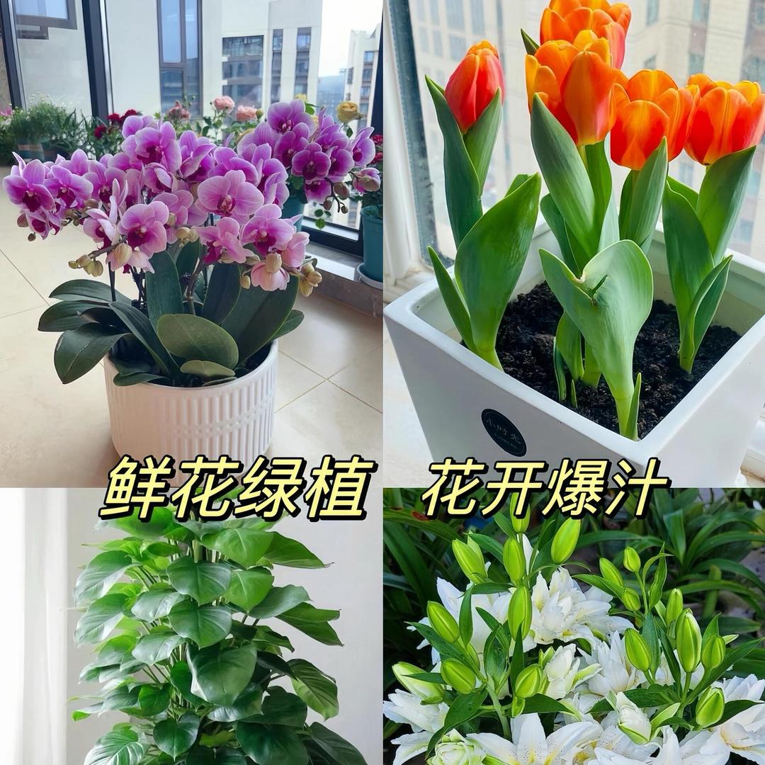 花卉蔬菜肥料批发