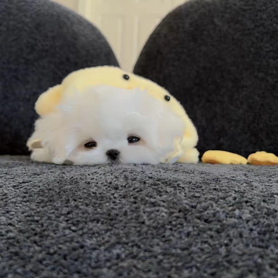 我的杰杰很可爱