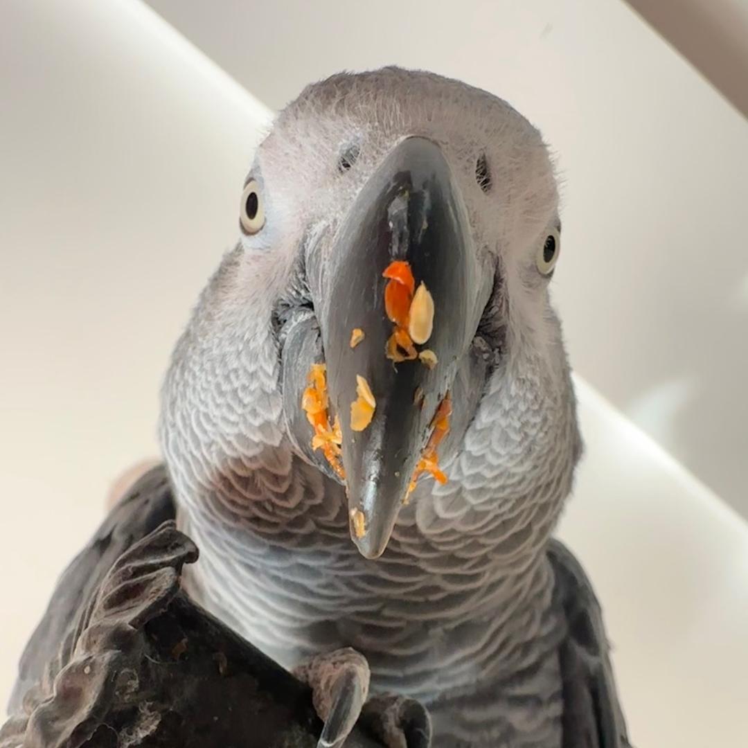 爱国灰🐔王小贝（上过央视的大灰机）