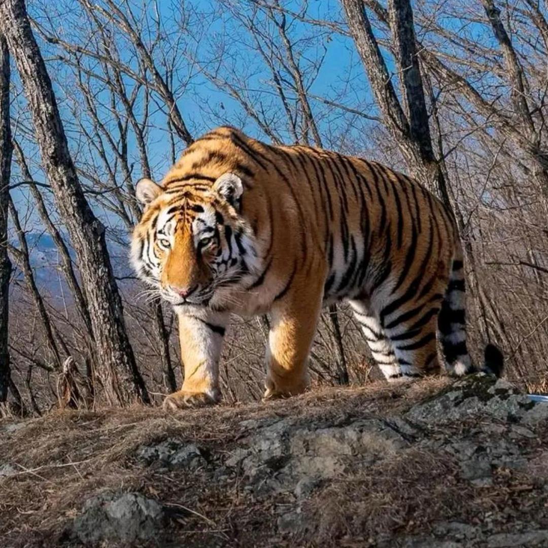 老虎🐯是猫🐱