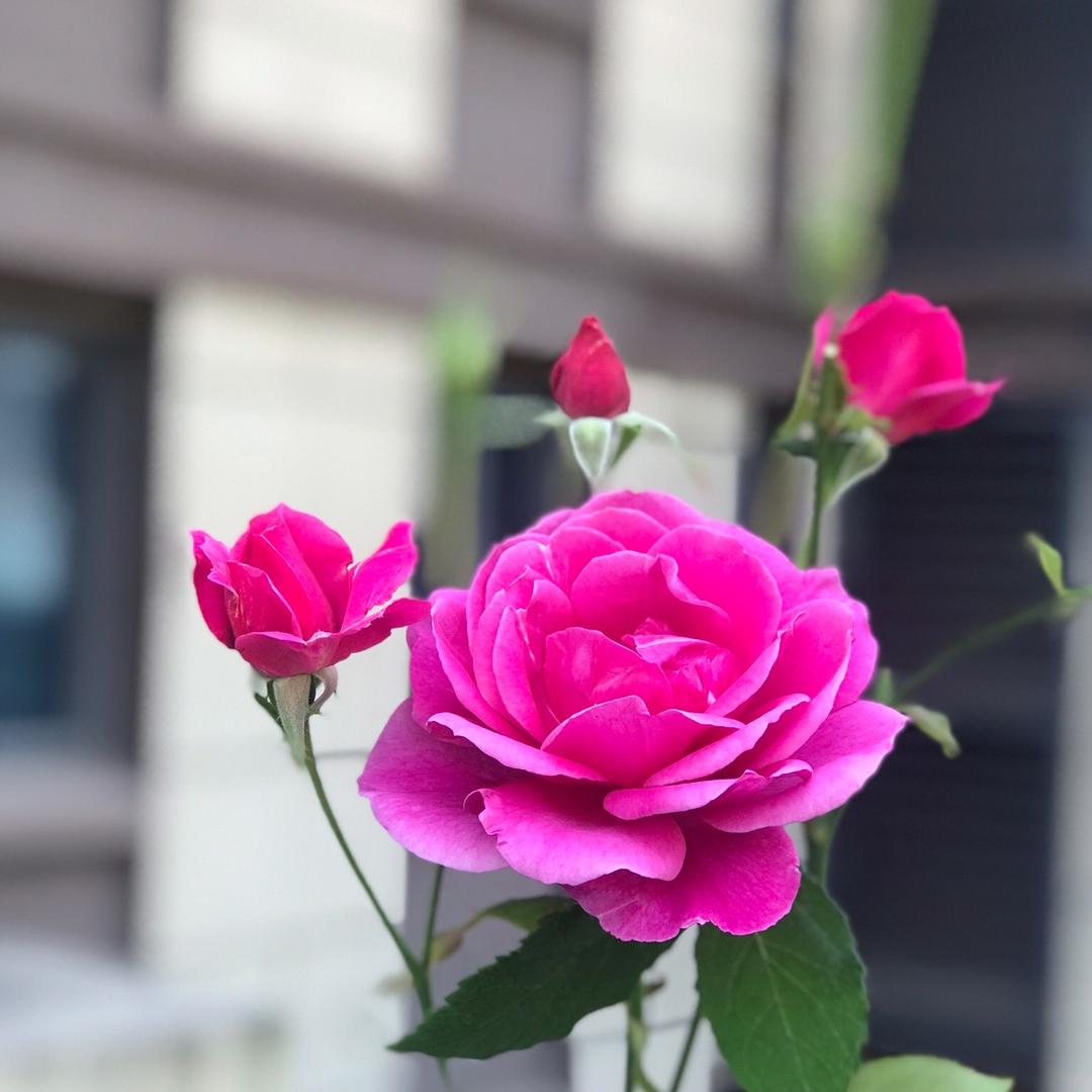 你微笑如花……