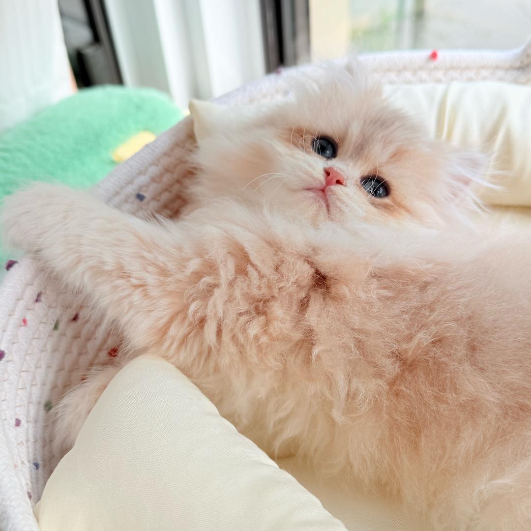 蘇蘇✨