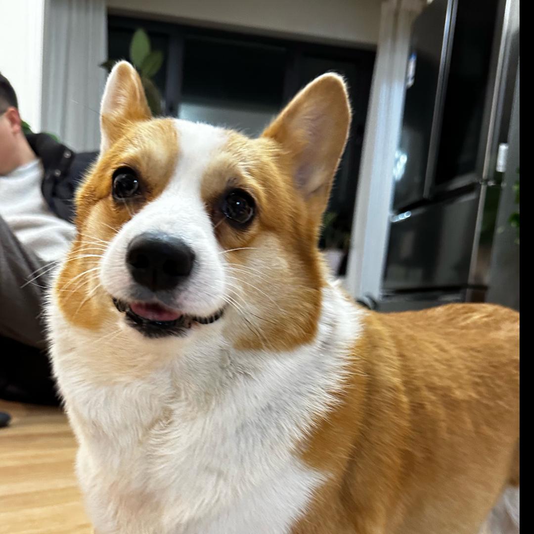会飞的大鲤鱼