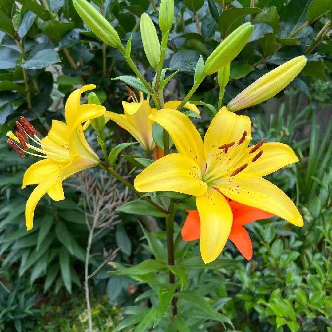 美！从不缺席！