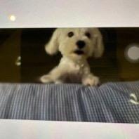 陈拾肆(斗魂版)