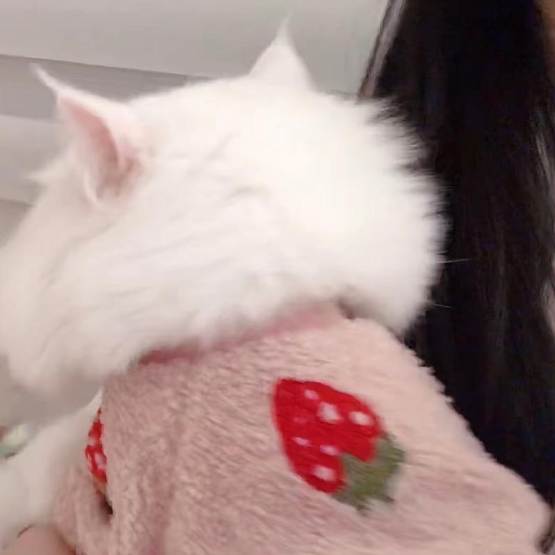 呀呀y