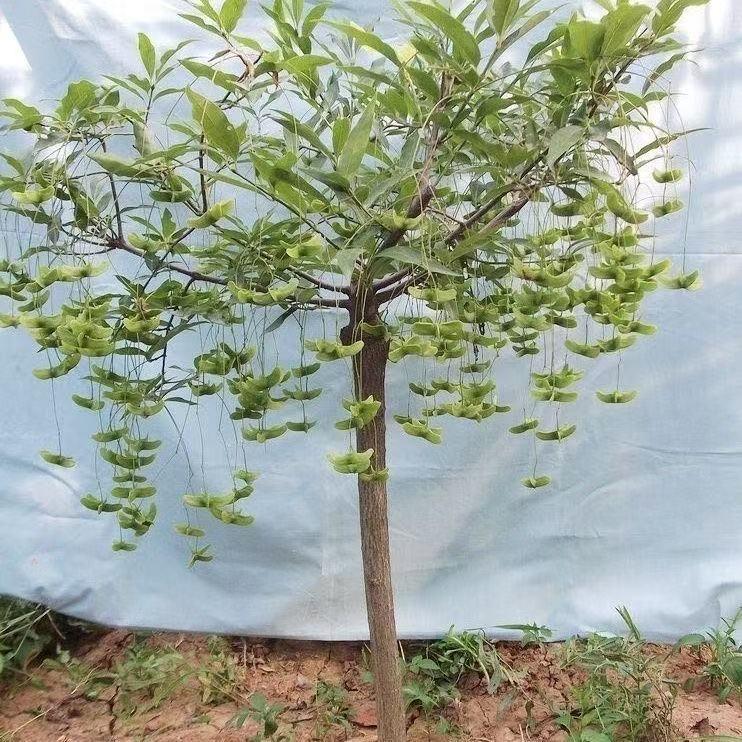 牧春阁园林