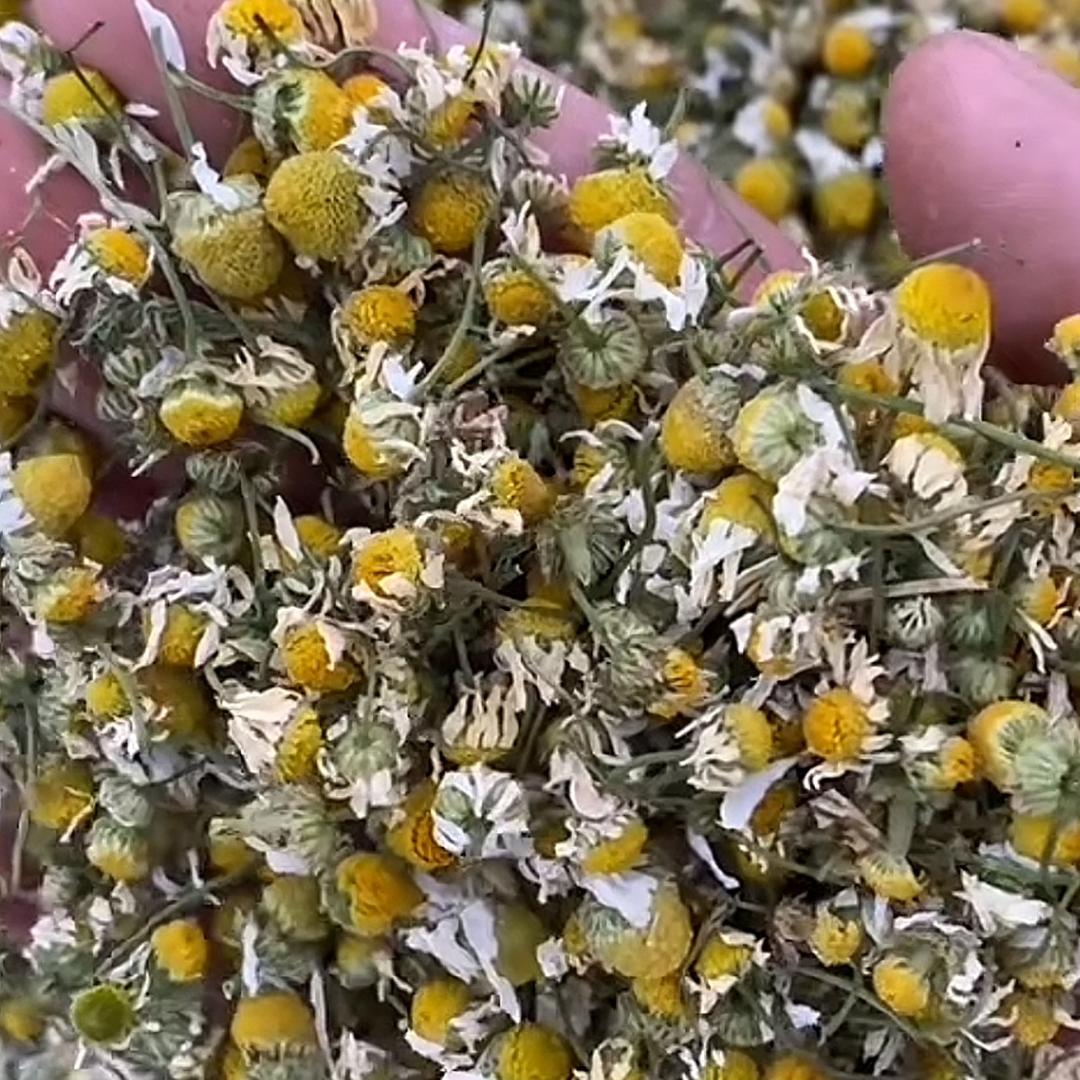 十万山瑶族草本植物