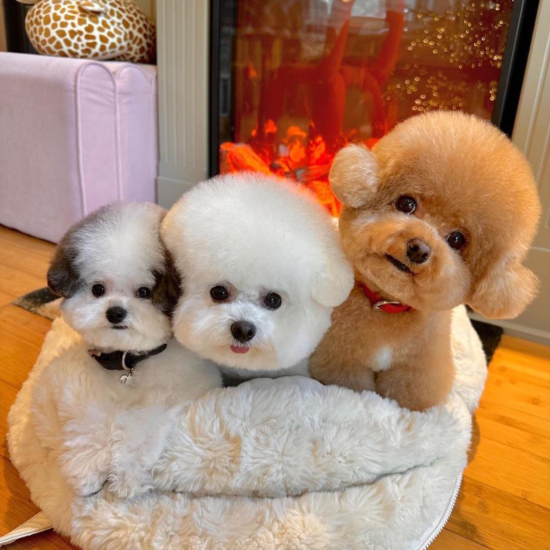 泰迪比熊博美全国飞