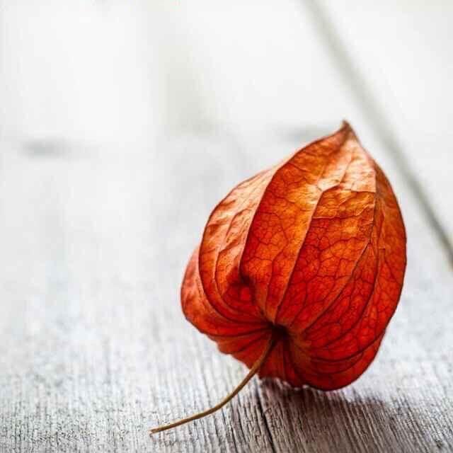 芯语